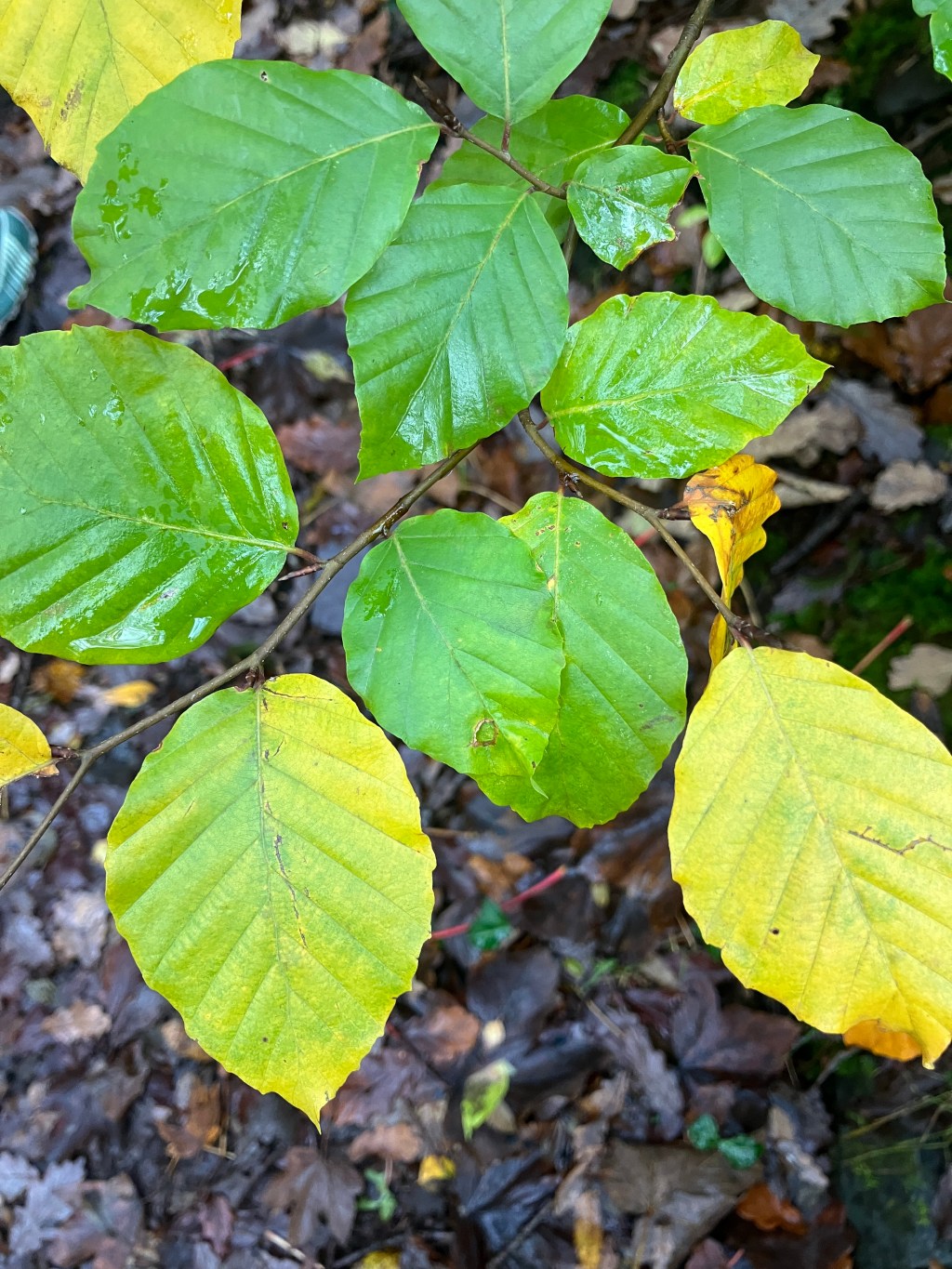 Laid Low at The&nbsp;Cottage