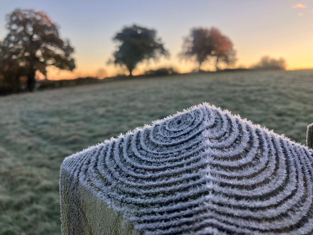 First Frost