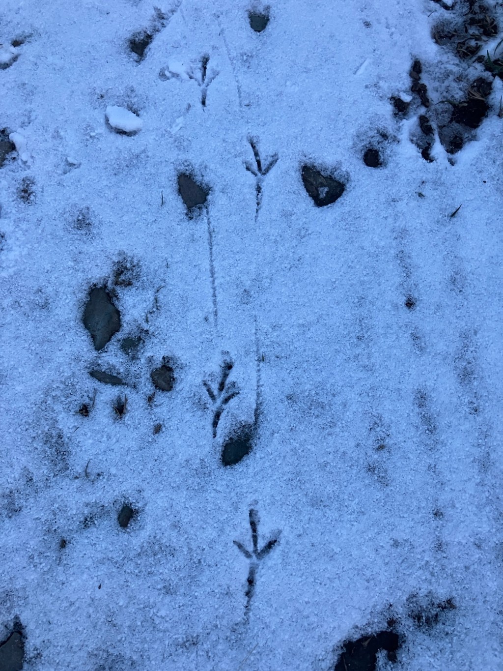 Footprints in the&nbsp;Snow