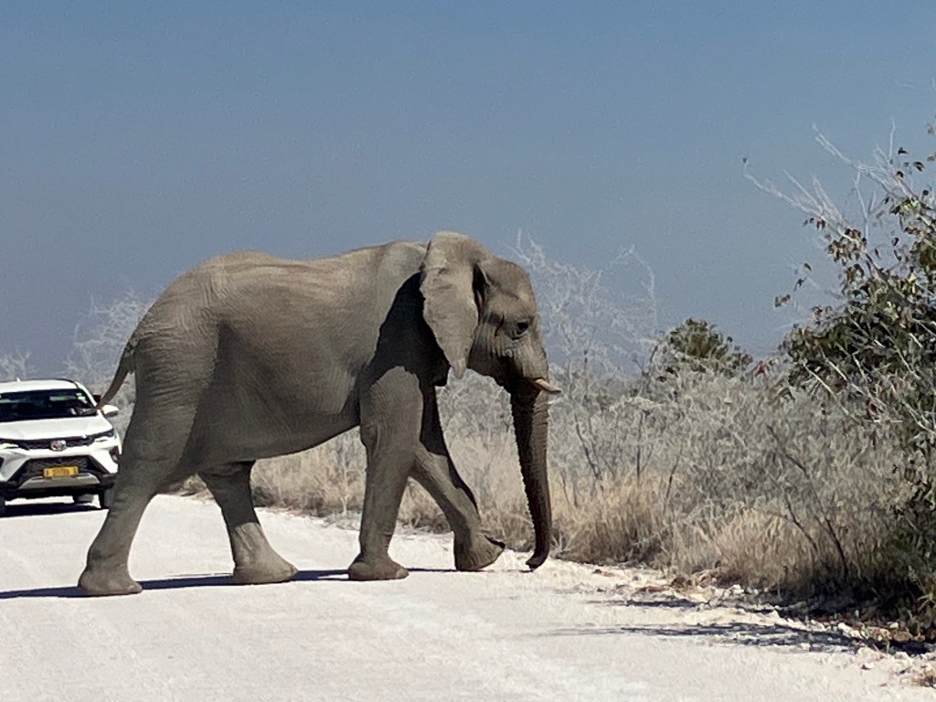 On Safari in Etosha Pan National Park
